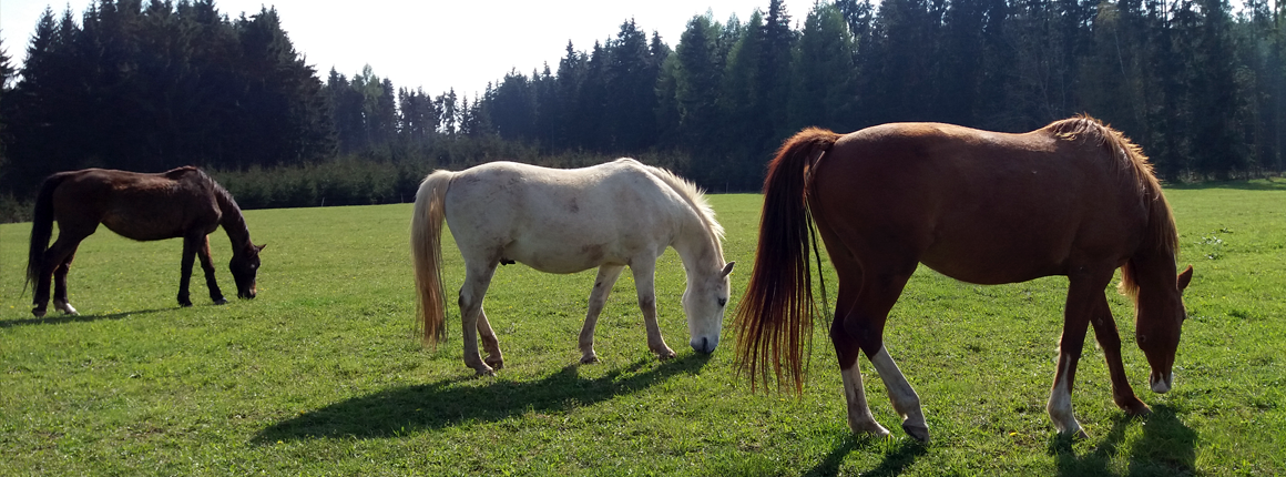 domov_pro_kone_banner_003-1
